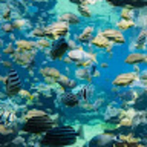 Meet your Posher, Kalli